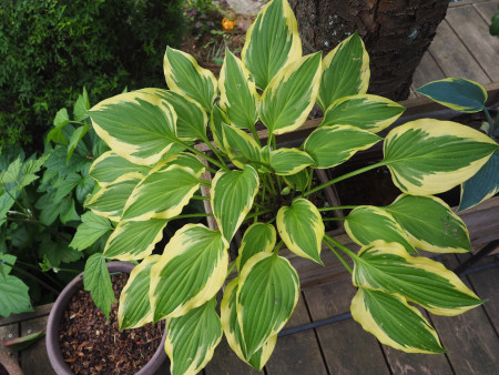 Hosta ´Bob Olson´